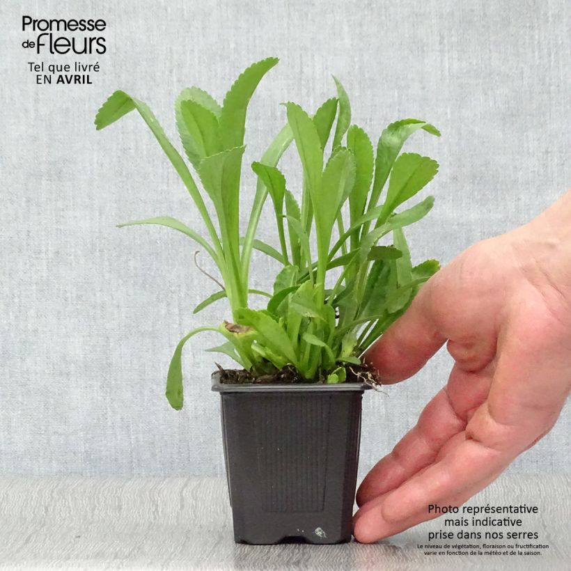 Spécimen de Leucanthemum superbum Becky - Grande marguerite Godet de 8 cm tel que livré au printemps