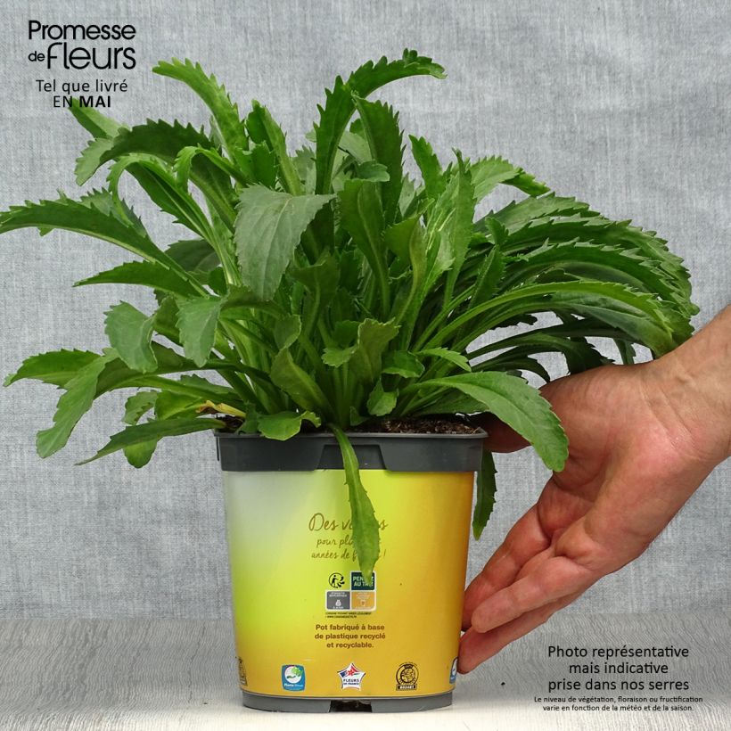 Spécimen de Leucanthemum superbum Broadway lights - Grande marguerite en pot de 2/3L Pot de 2L/3L tel que livré au printemps