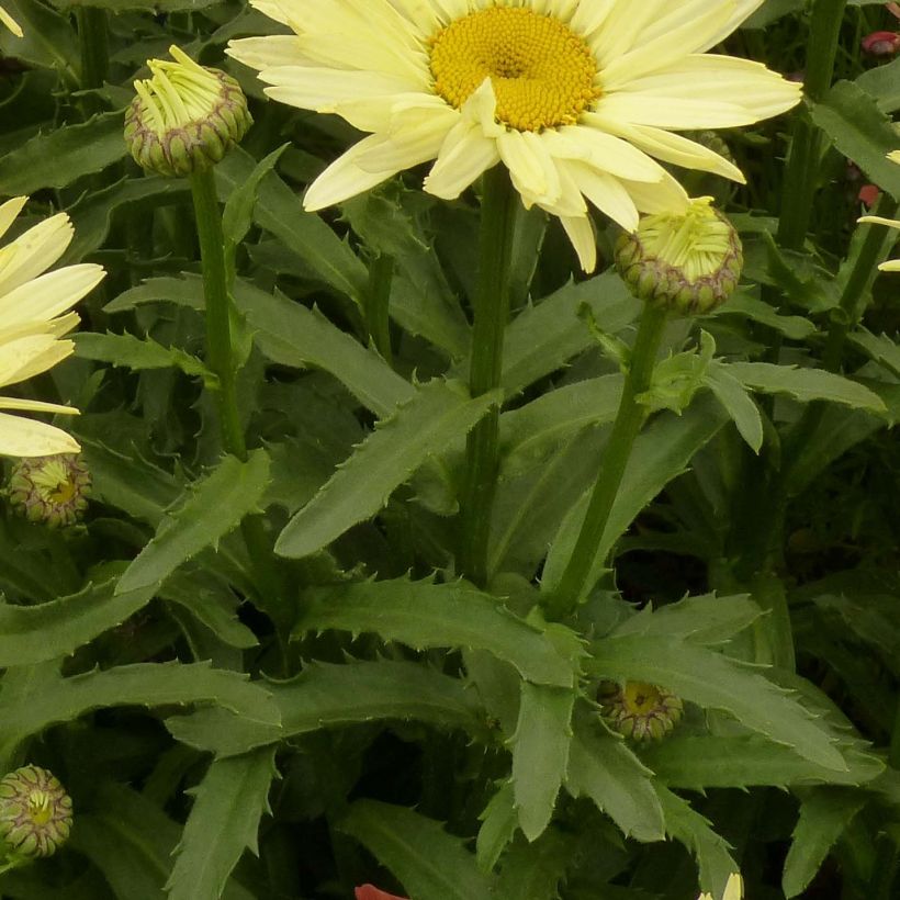 Leucanthemum superbum Broadway lights - Grande marguerite (Feuillage)