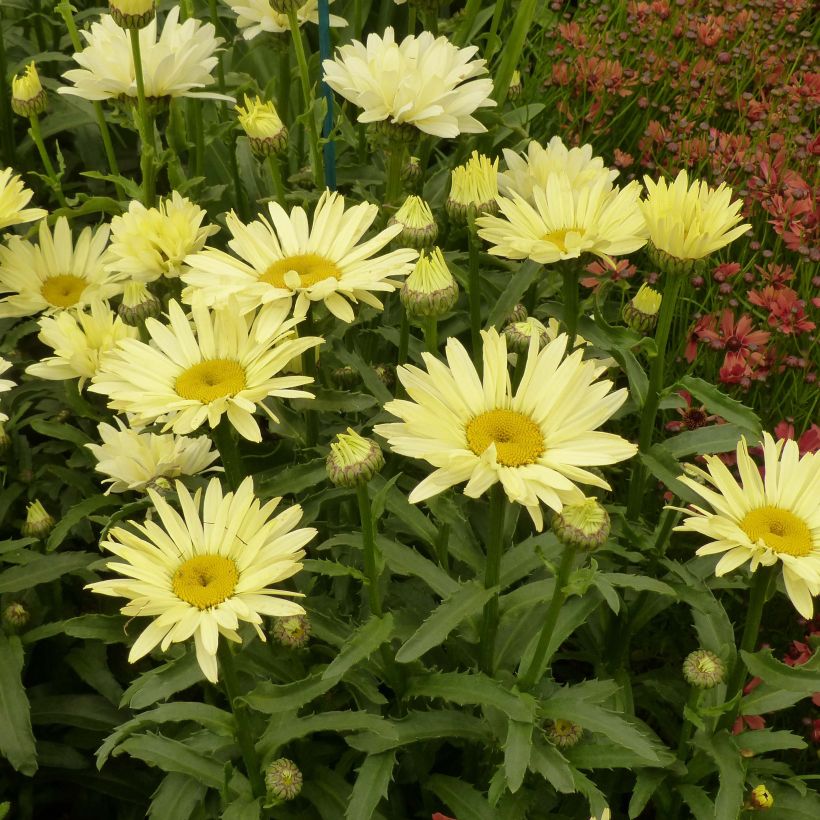 Leucanthemum superbum Broadway lights - Grande marguerite (Floraison)