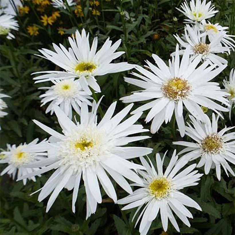 Leucanthemum superbum Christine Hagemann - Grande marguerite (Floraison)