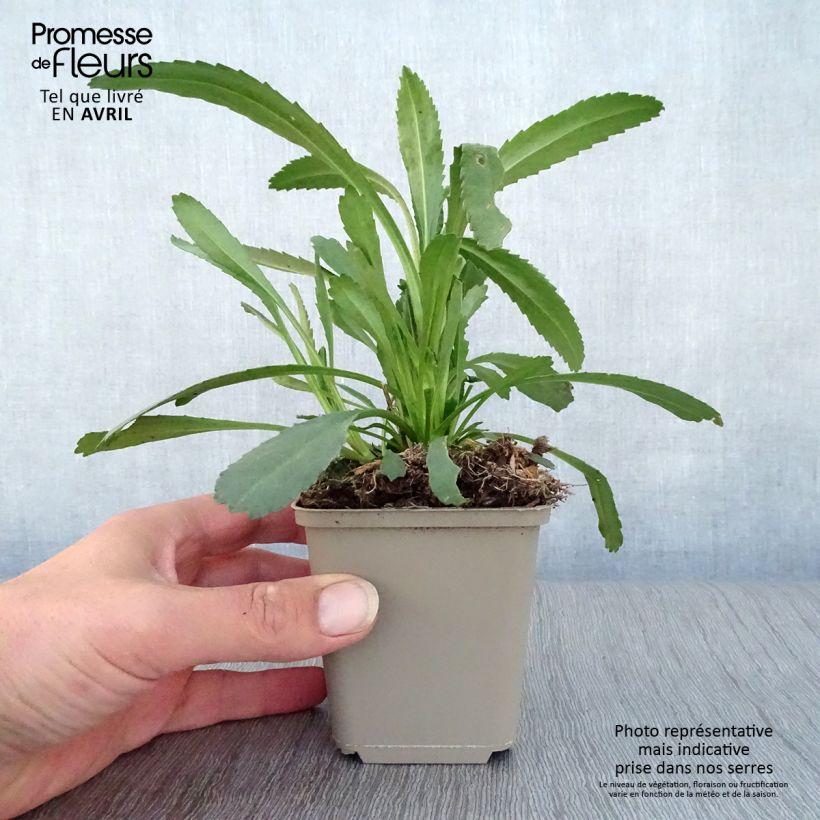 Spécimen de Leucanthemum superbum Christine Hagemann - Grande marguerite Godet de 9cm tel que livré au printemps