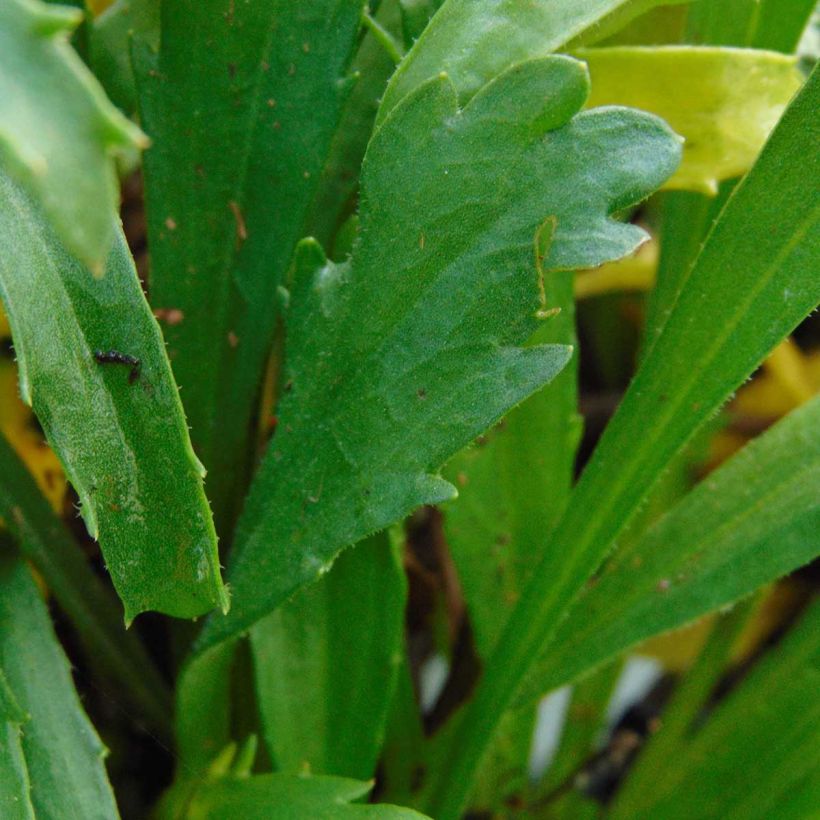 Leucanthemum superbum Engelina - Grande Marguerite (Feuillage)
