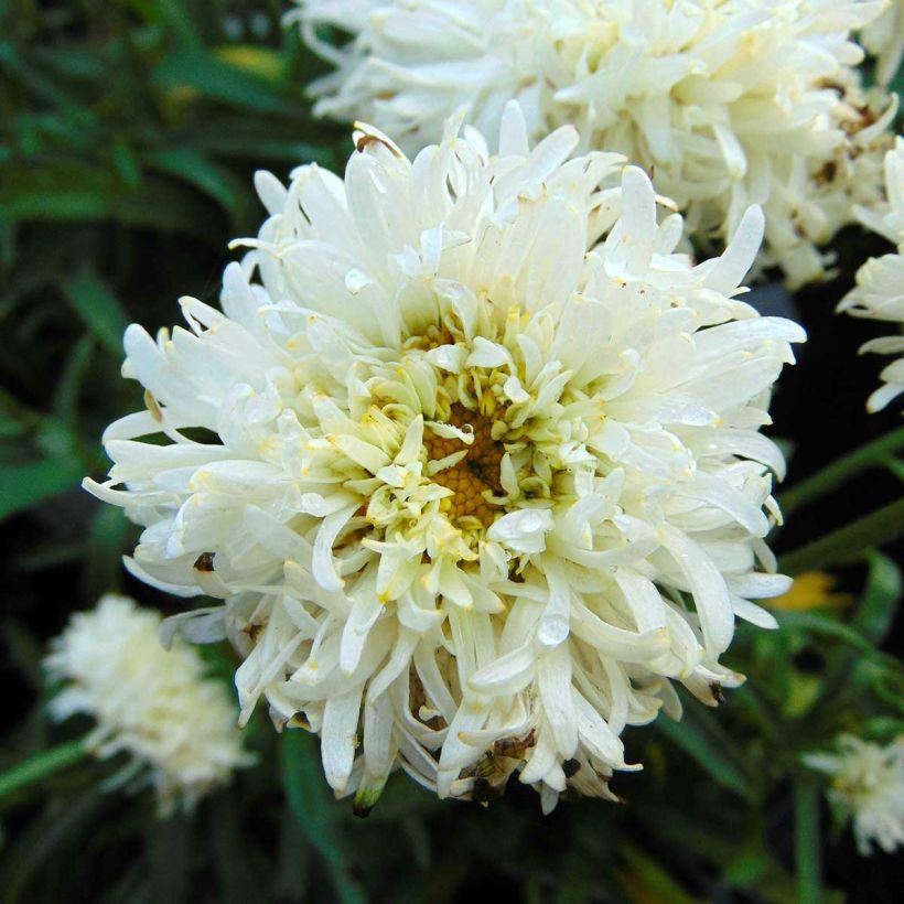 Leucanthemum superbum Engelina - Grande Marguerite (Floraison)