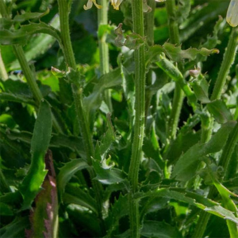 Leucanthemum superbum Goldfinch - Grande marguerite (Feuillage)