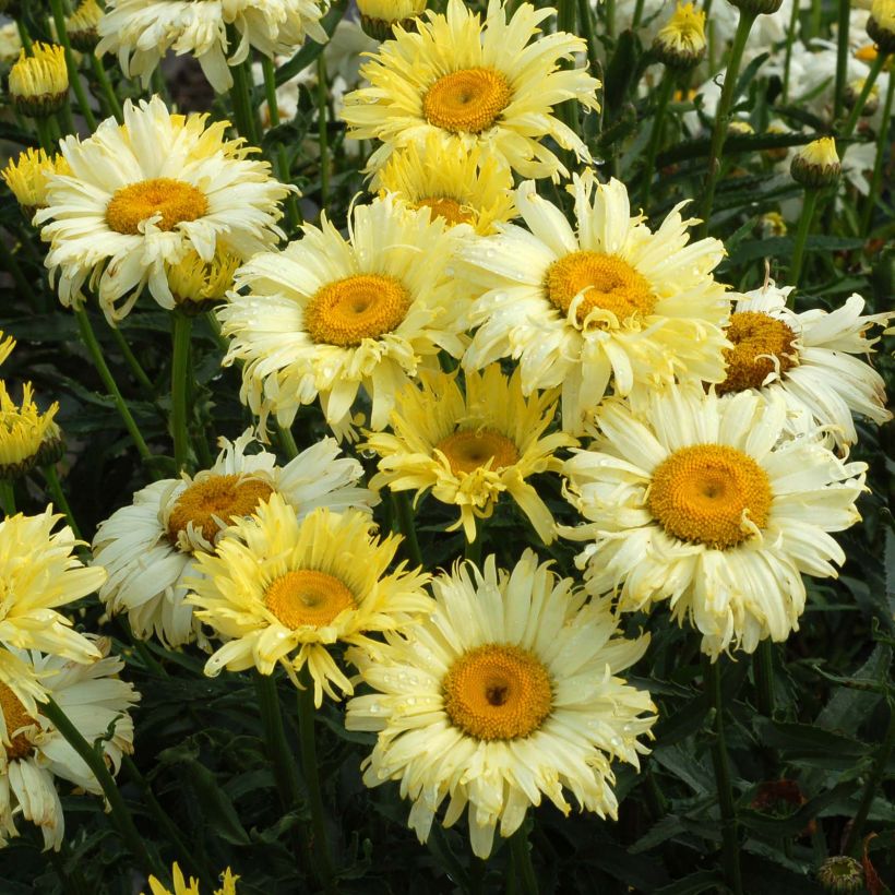 Leucanthemum superbum Goldfinch - Grande marguerite (Floraison)