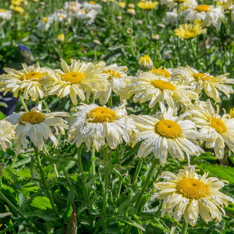 Leucanthemum superbum Goldfinch - Grande marguerite (Port)