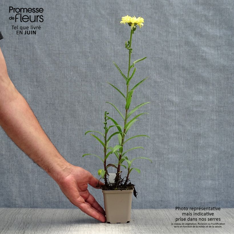 Spécimen de Leucanthemum superbum Goldfinch - Grande marguerite Godet de 8/9 cm tel que livré en été