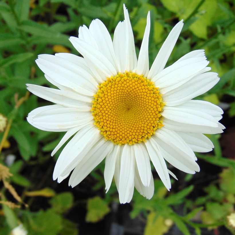 Leucanthemum superbum Gruppenstolz - Grande marguerite (Floraison)