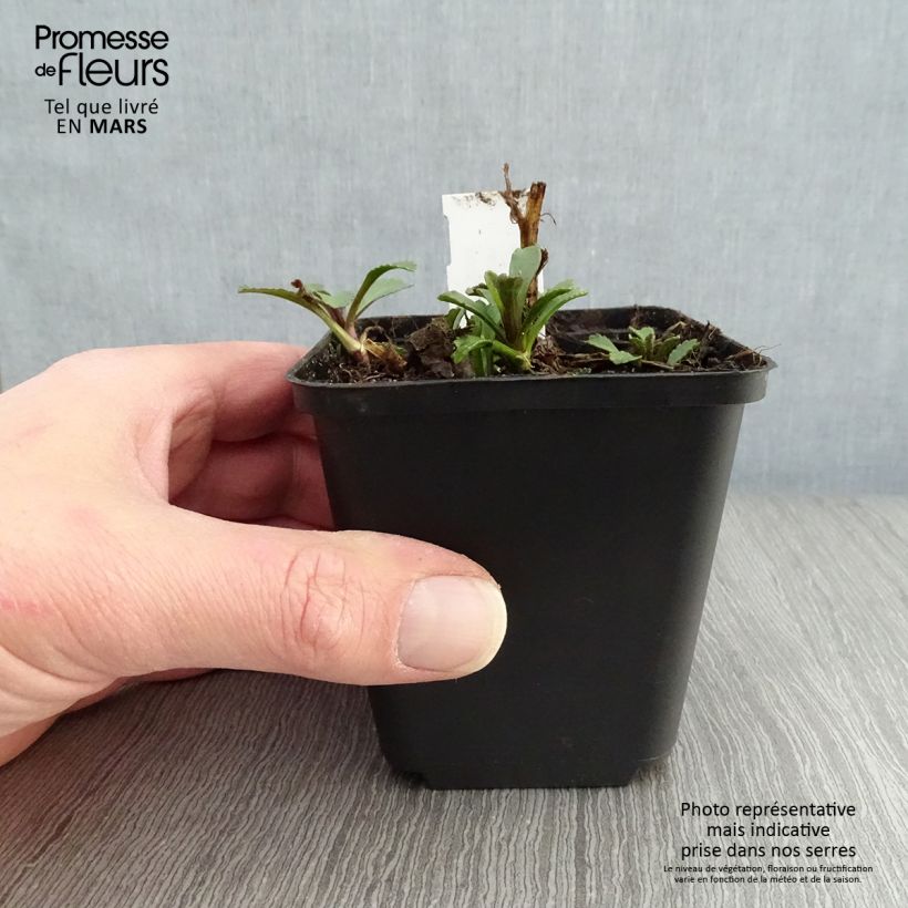 Spécimen de Leucanthemum superbum Gruppenstolz - Grande marguerite Godet de 9cm tel que livré au printemps