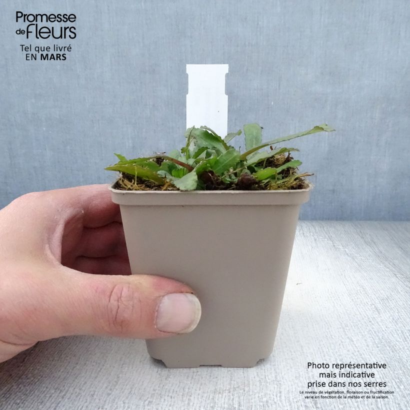 Spécimen de Leucanthemum superbum Luna - Grande marguerite Godet de 9cm tel que livré au printemps