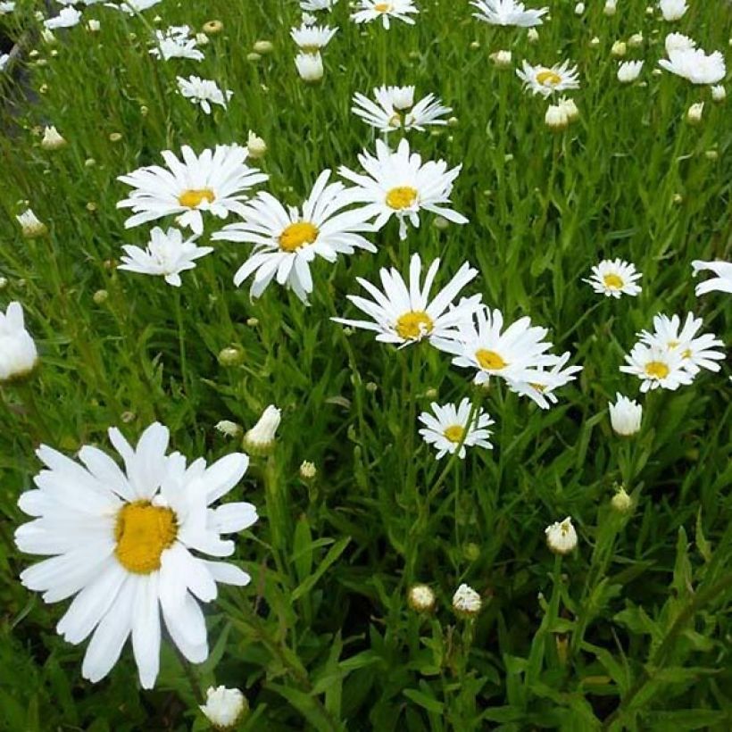 Leucanthemum Polaris - Marguerite d'été (Port)