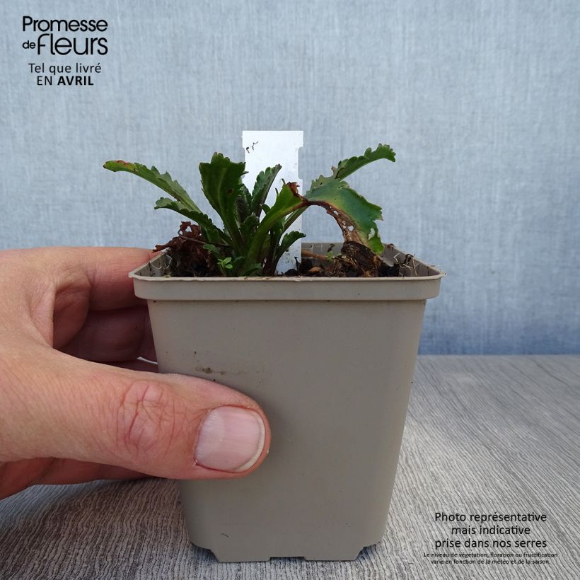 Spécimen de Leucanthemum superbum Real Galaxy - Grande marguerite Godet de 9cm tel que livré au printemps