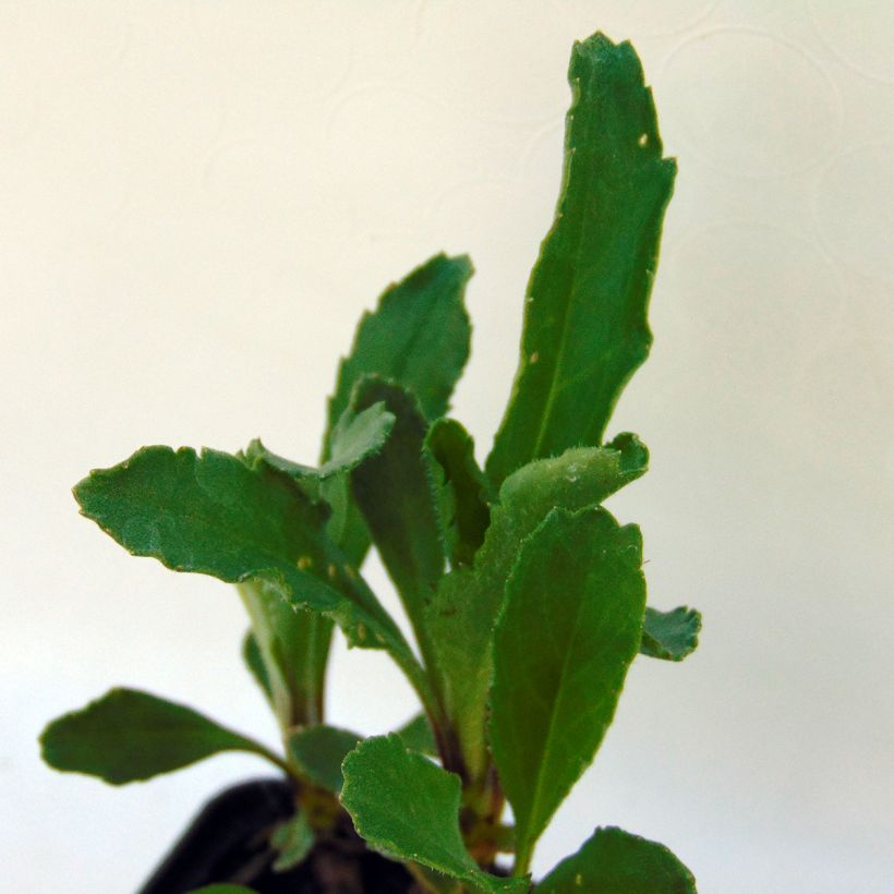Leucanthemum superbum Real Glory - Grande Marguerite (Feuillage)