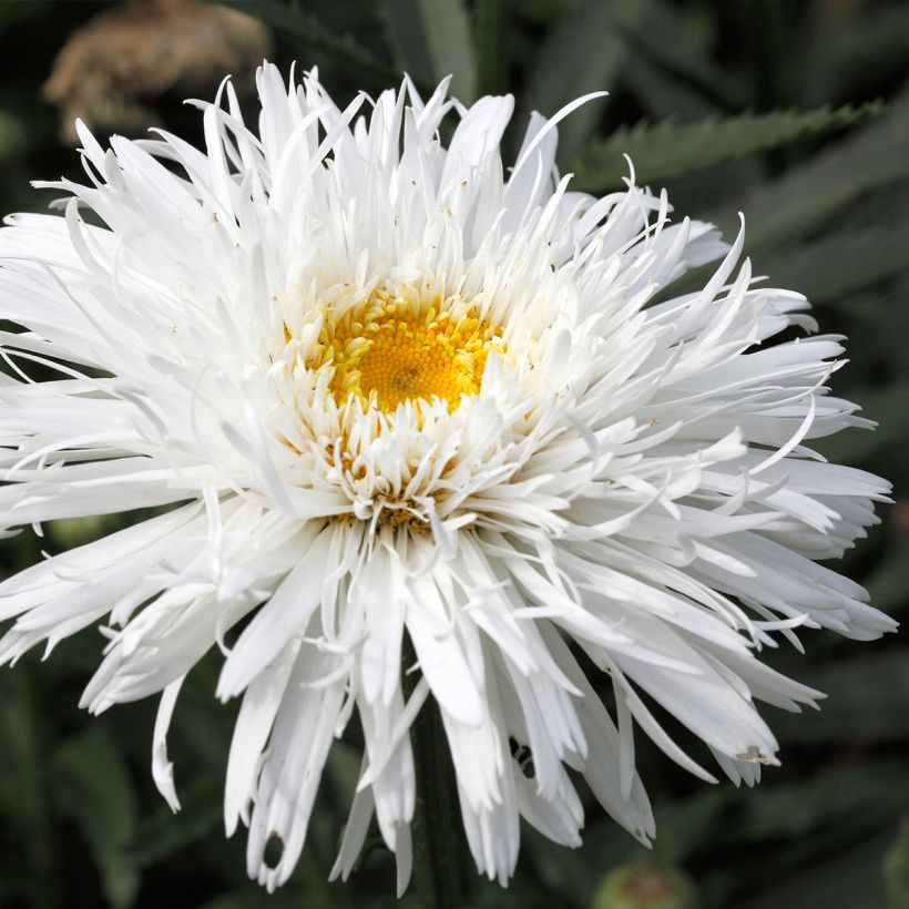 Leucanthemum superbum Snehurka (Floraison)