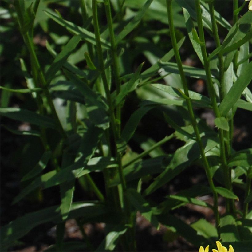 Leucanthemum superbum Sonnenschein - Grande Marguerite (Feuillage)