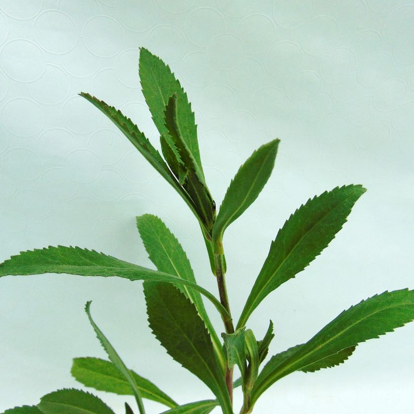 Leucanthemum superbum Wirral Supreme - Grande Marguerite (Feuillage)
