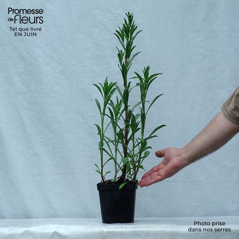 Spécimen de Leucanthemum superbum Wirral Supreme - Grande Marguerite Pot de 2L/3L tel que livré en été