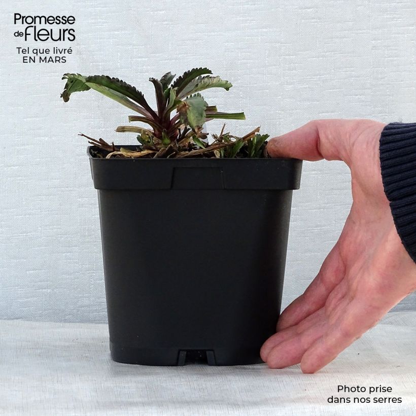 Spécimen de Leucanthemum superbum Wirral Supreme - Grande Marguerite en pot de 2/3 litres tel que livré au printemps
