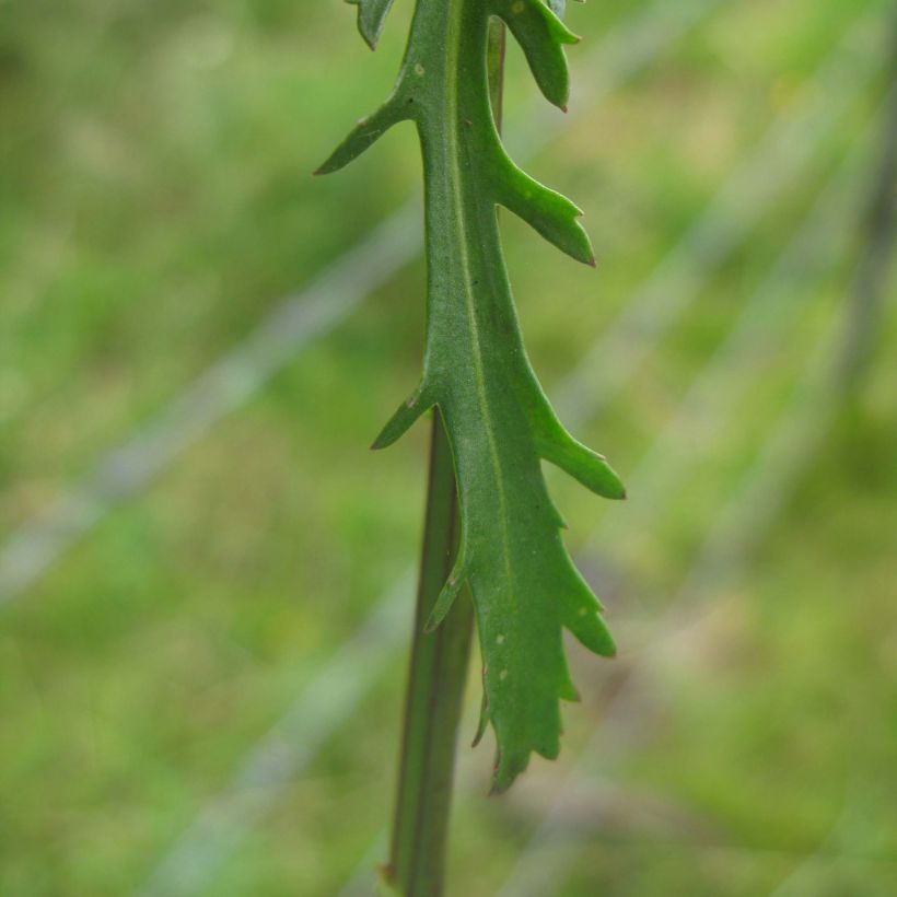 Leucanthemum vulgare - Marguerite commune. (Feuillage)