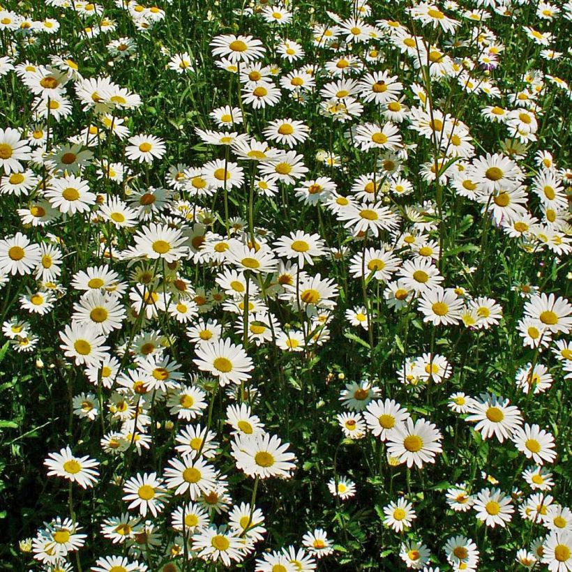 Leucanthemum vulgare - Marguerite commune. (Floraison)