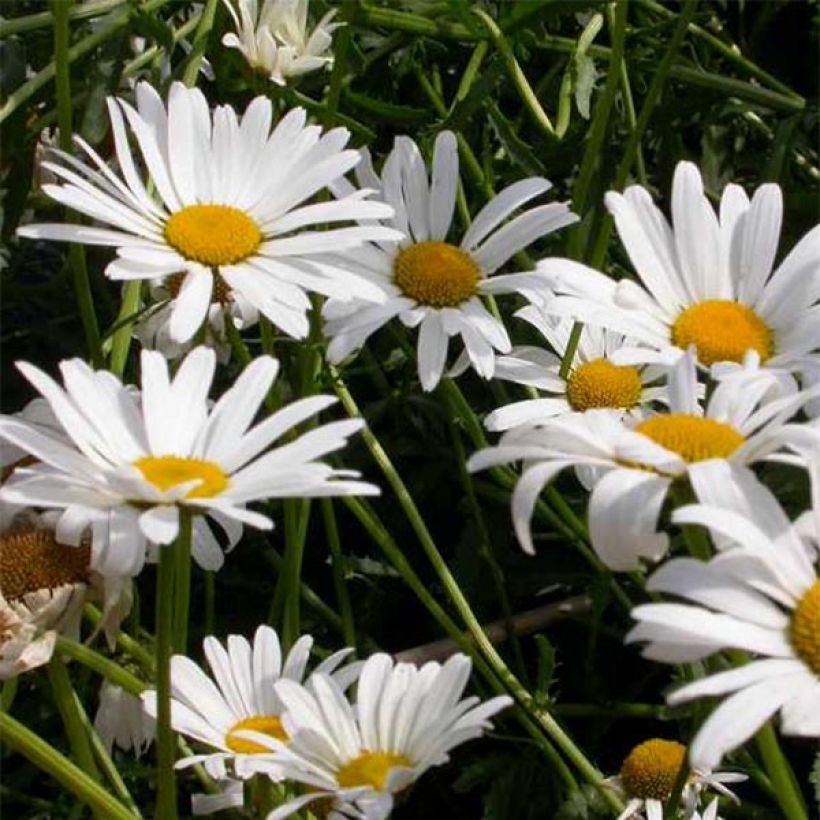 Leucanthemum vulgare Maikonigin - Marguerite Reine de Mai (Floraison)