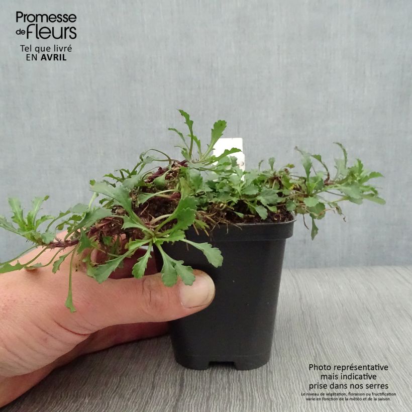 Spécimen de Leucanthemum vulgare Maikonigin - Marguerite Reine de Mai Godet de 8 cm tel que livré au printemps