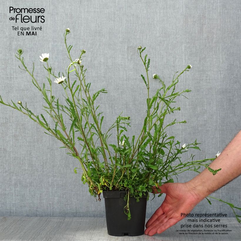 Spécimen de Leucanthemum vulgare - Marguerite commune. Pot de 2/3 L tel que livré au printemps