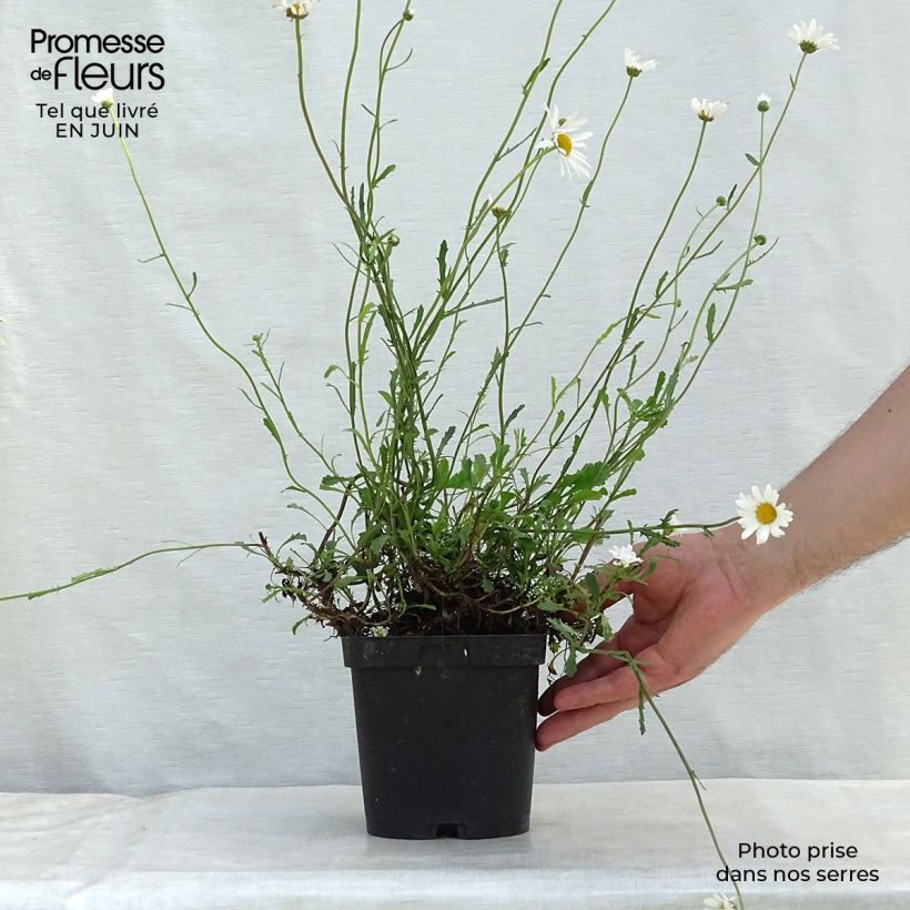 Spécimen de Leucanthemum vulgare - Marguerite commune. Pot de 2L/3L tel que livré en été