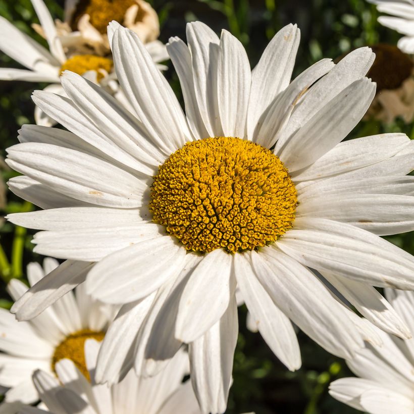 Leucanthemum x superbum Brightside - Grande marguerite (Floraison)