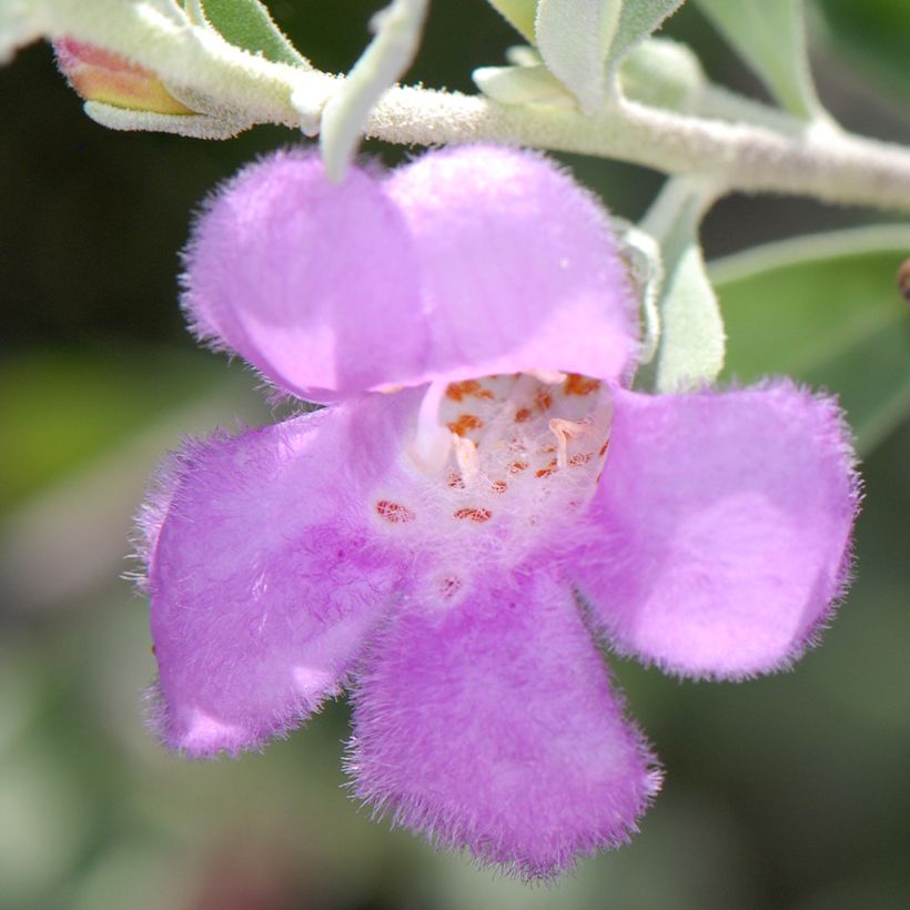 Leucophyllum frutescens - Sauge du désert (Floraison)