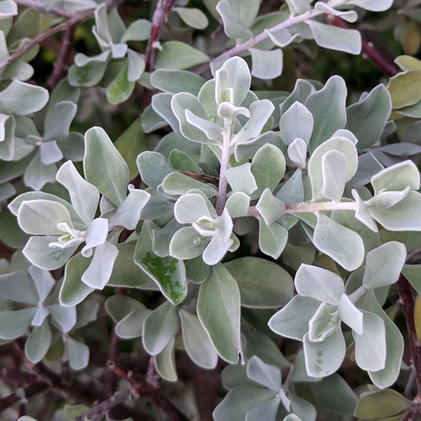 Leucophyllum frutescens - Sauge du désert (Feuillage)