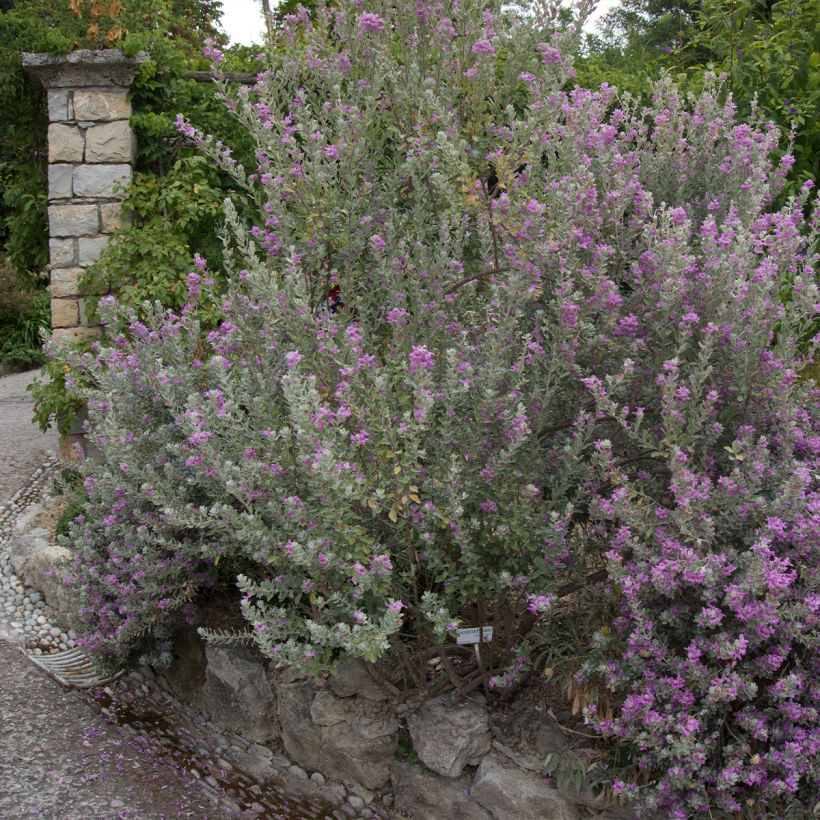 Leucophyllum frutescens - Sauge du désert (Port)