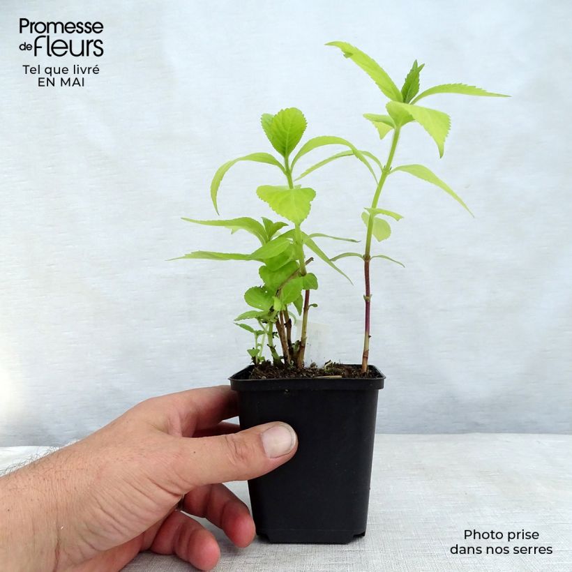 Spécimen de Leucosceptrum japonicum Golden Angel - Menthe arbustive japonaise Godet de 9cm tel que livré au printemps
