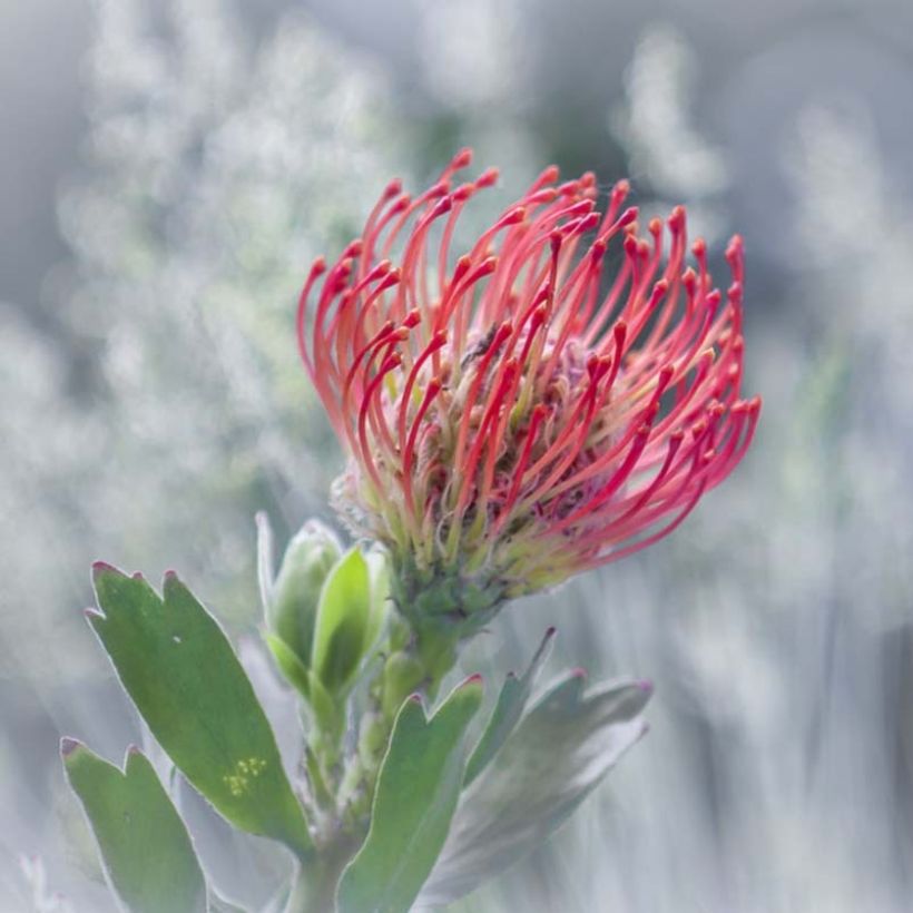 Leucospermum Ayoba Red - Pelote d'épingles Rouge (Floraison)