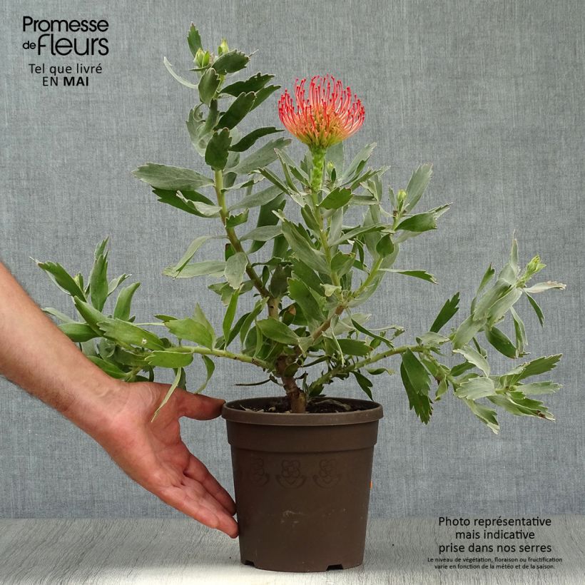 Spécimen de Leucospermum Carnival Red - Pelote d'épingles Pot de 2L/3L tel que livré au printemps
