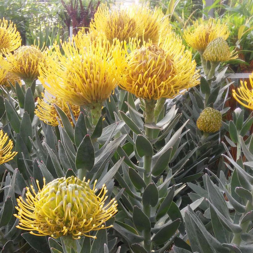 Leucospermum Copper Carnival - Pelote d'épingles (Floraison)