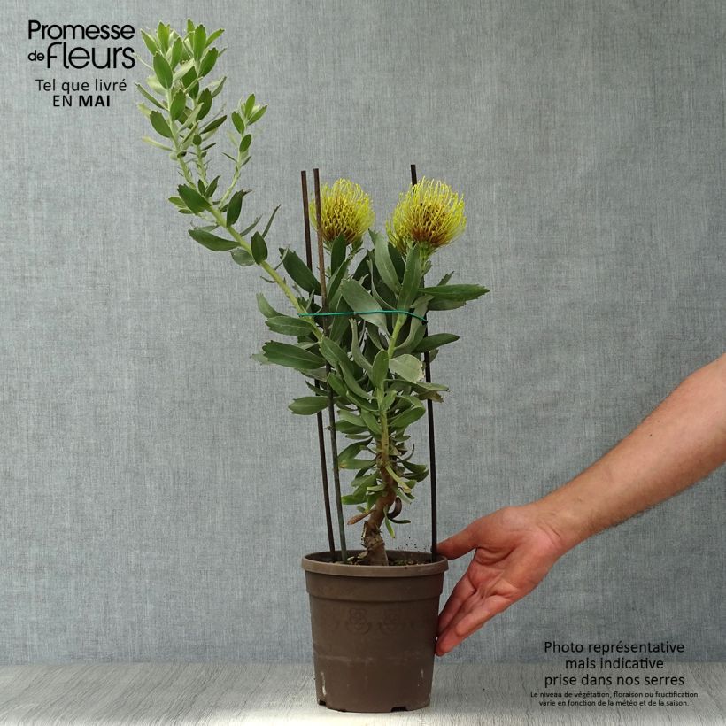 Spécimen de Leucospermum Copper Carnival - Pelote d'épingles Pot de 2L/3L tel que livré au printemps