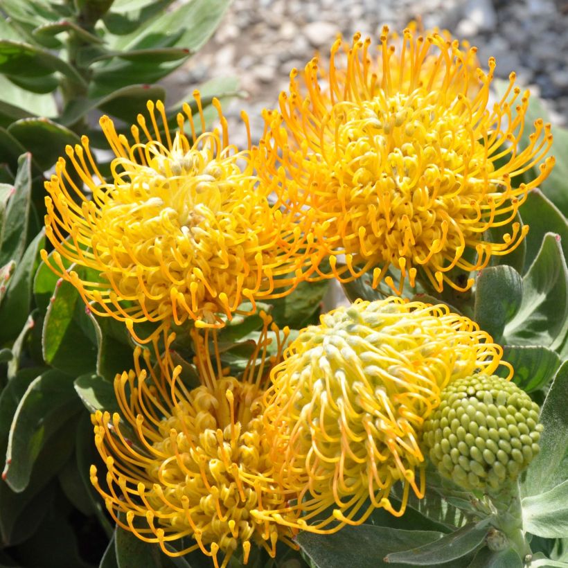 Leucospermum Yellow Carnival - Pelote d'épingles Jaune (Floraison)