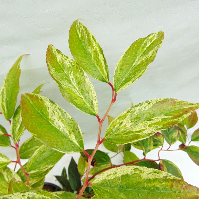 Leucothoe fontanesiana Rainbow (Feuillage)