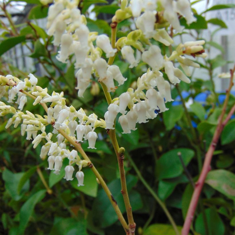 Leucothoe fontanesiana Rainbow (Floraison)