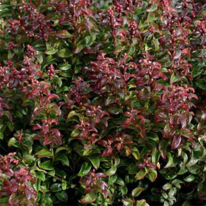 Leucothoe axillaris Twisting Red (Feuillage)