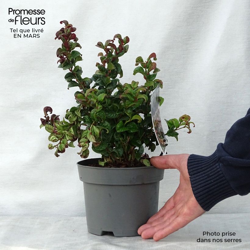 Spécimen de Leucothoe axillaris Curly Red en pot de 2L/3L tel que livré au printemps