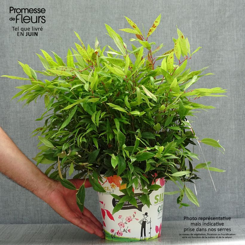 Spécimen de Leucothoe axillaris Red Lips - Leucothoé  Pot de 4L/5L tel que livré en été