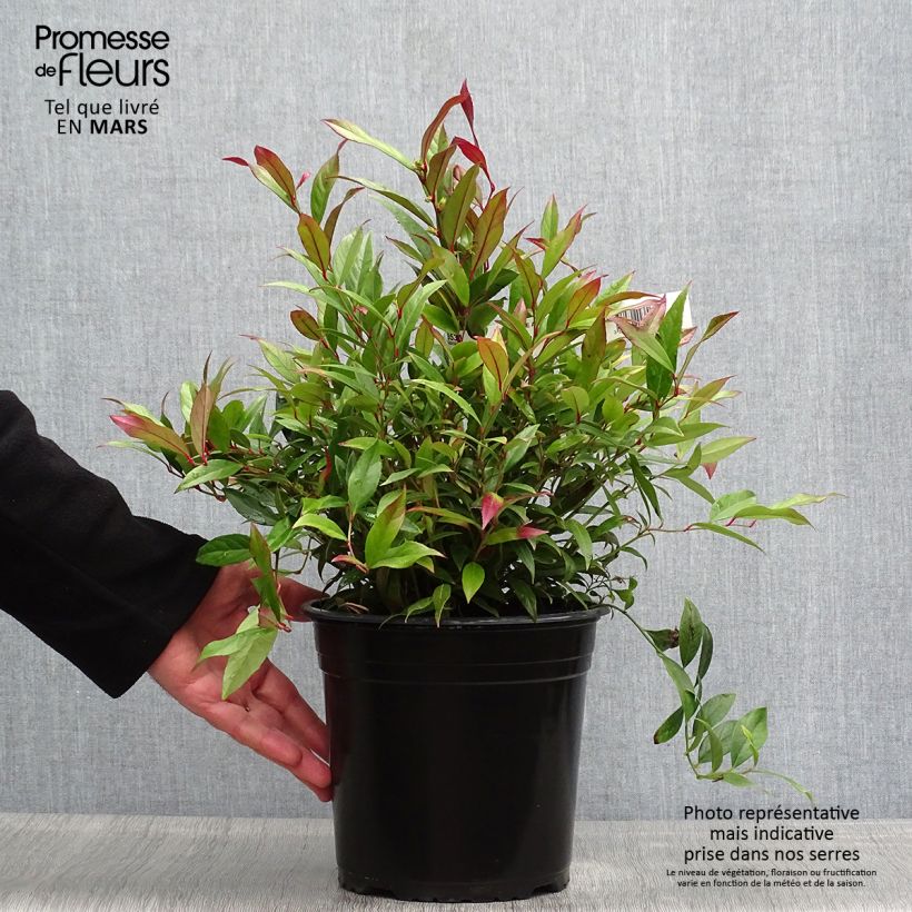 Spécimen de Leucothoe axillaris Red Lips - Leucothoé  - Pot de 4L/5L tel que livré au printemps