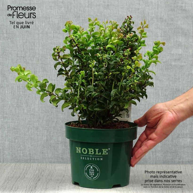 Spécimen de Leucothoe axillaris Twisting Red Pot de 3L/4L tel que livré en été