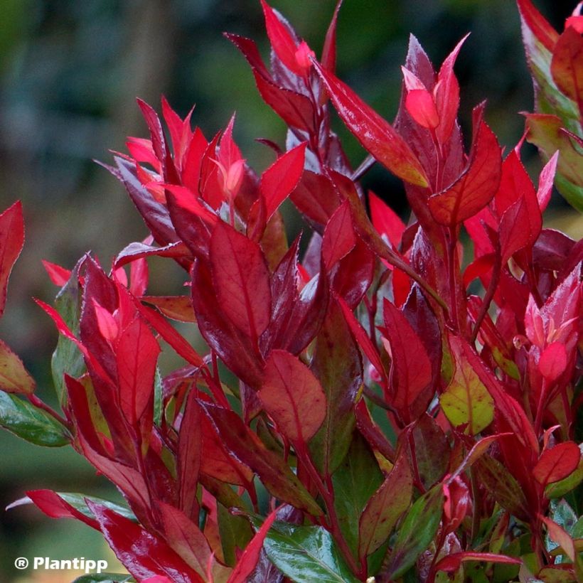 Leucothoe fontanesiana Little Flames (Feuillage)