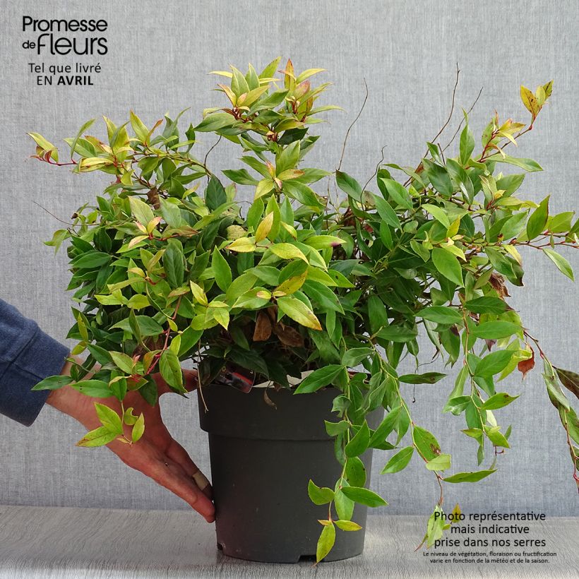 Spécimen de Leucothoe fontanesiana Little Flames Pot de 4L/5L tel que livré au printemps