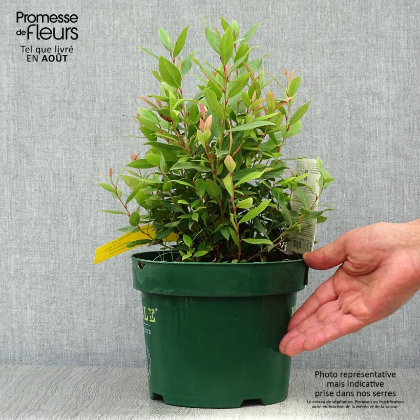 Spécimen de Leucothoe fontanesiana Little Flames Pot de 2L/3L tel que livré en été