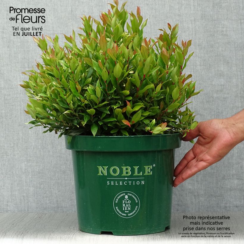 Spécimen de Leucothoe fontanesiana Little Flames en pot de 7,5l/10l tel que livré en été